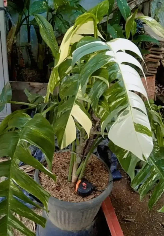 Pohon monstera ekor naga varigata
