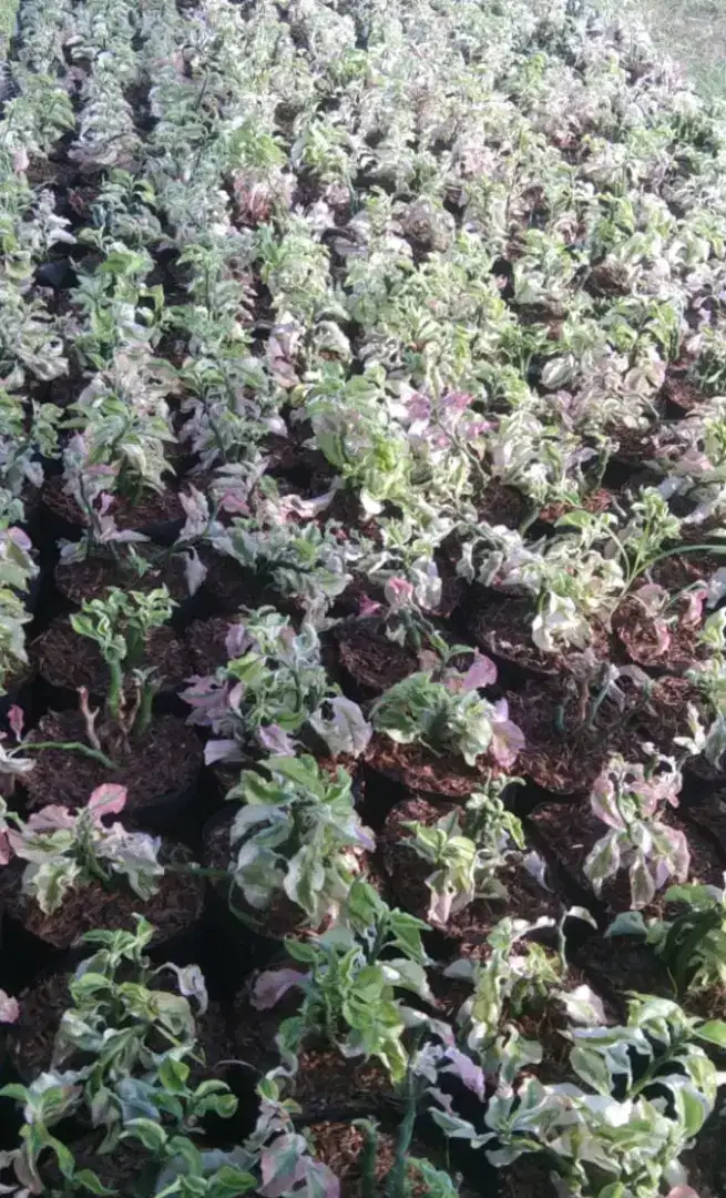Pohon patah tulang varigata