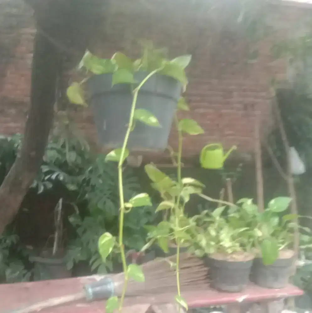 Pohon sirih gading Kuning