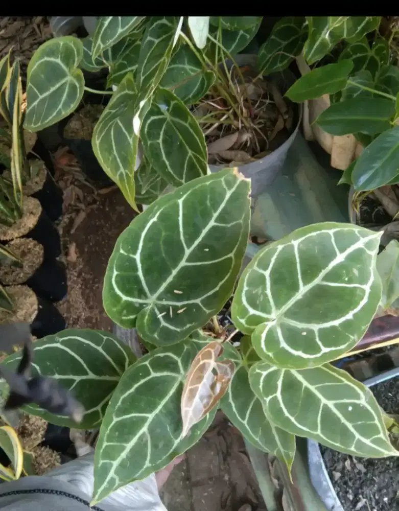 Pohon Hias kuping gajah mini