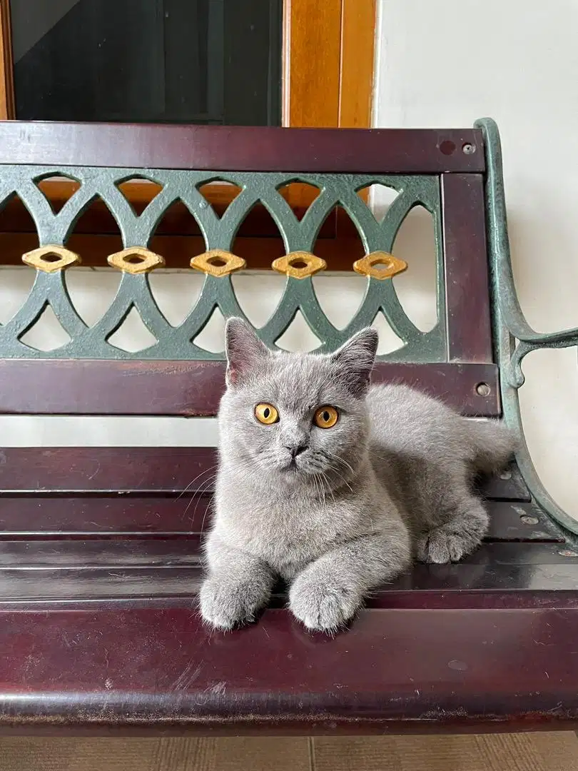 Kitten Bsh blue solid