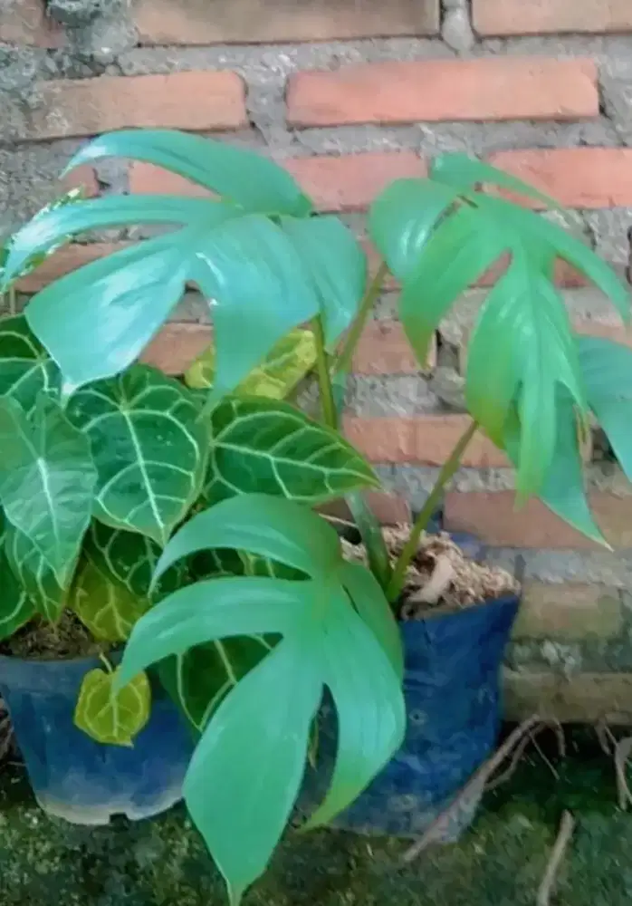 Pohon hias ekor naga silver