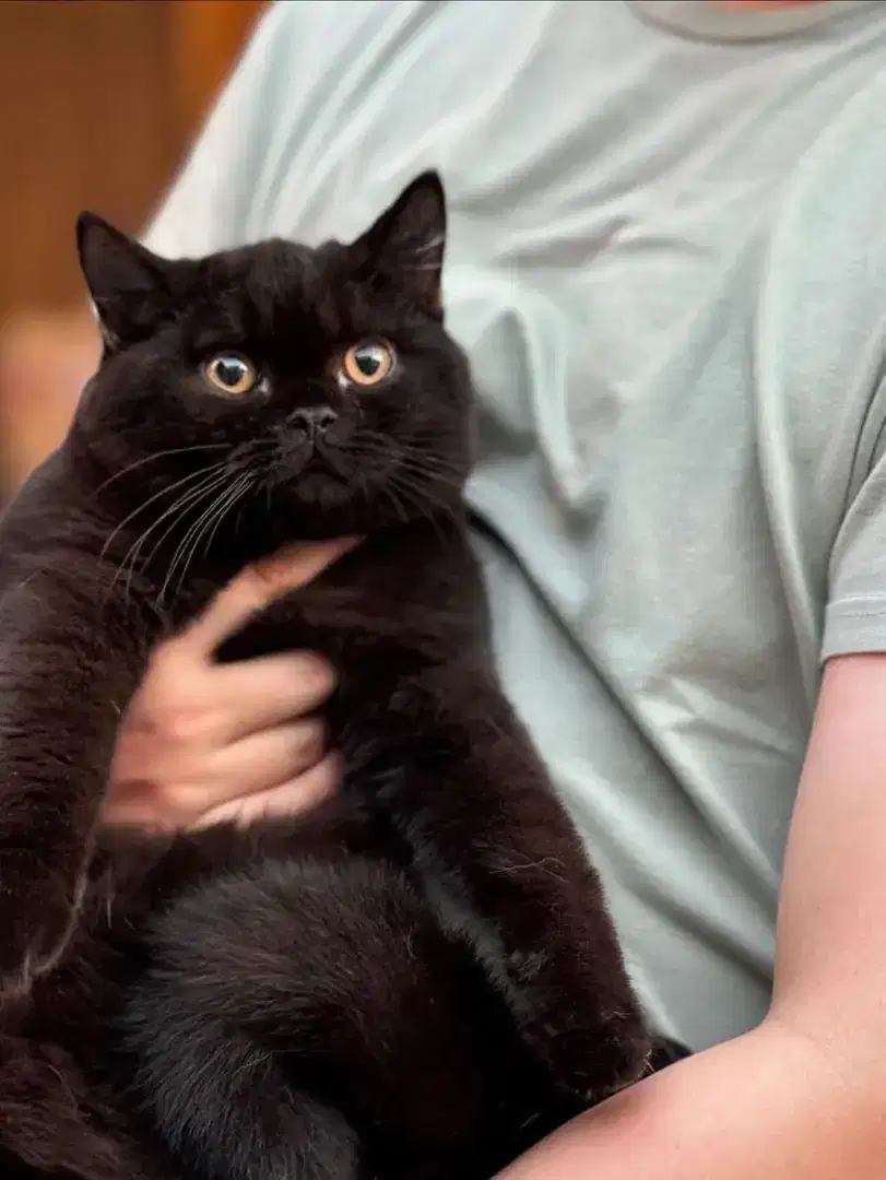 Kucing british shorthair bsh black hitam ped