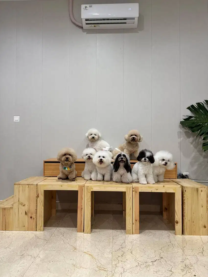 Admin Private Salon Anjing