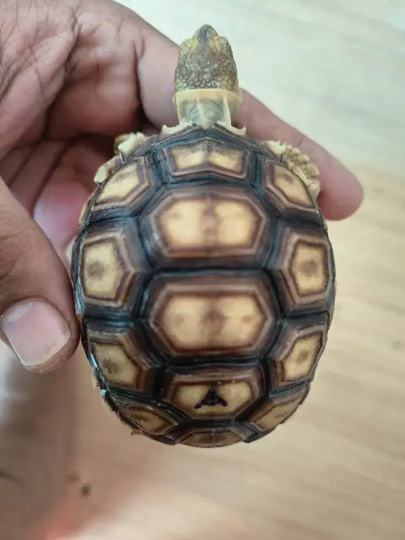 Sulcata cakep grad A