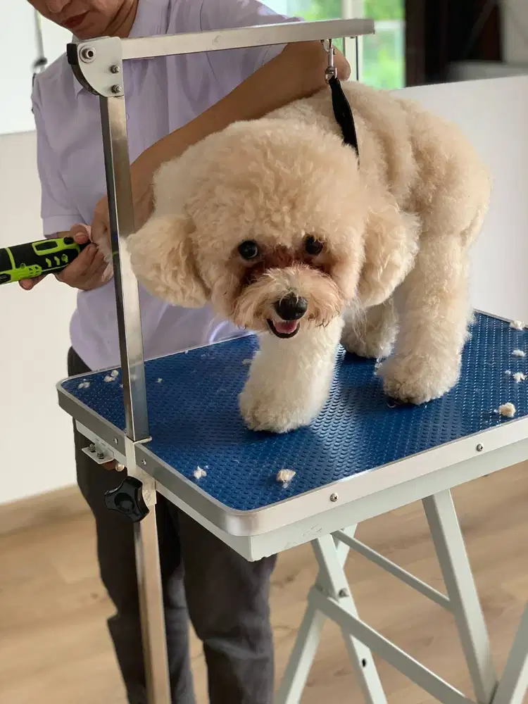 Dicari groomer anjing bather