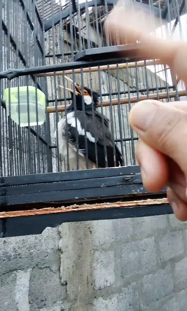 Jalak suren harian bunyi