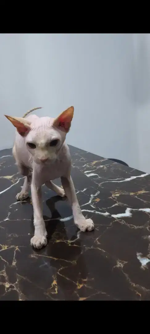 Kucing sphynx jantan