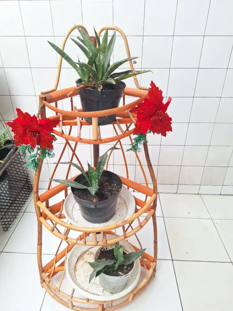 Tanaman hidup sansiviera