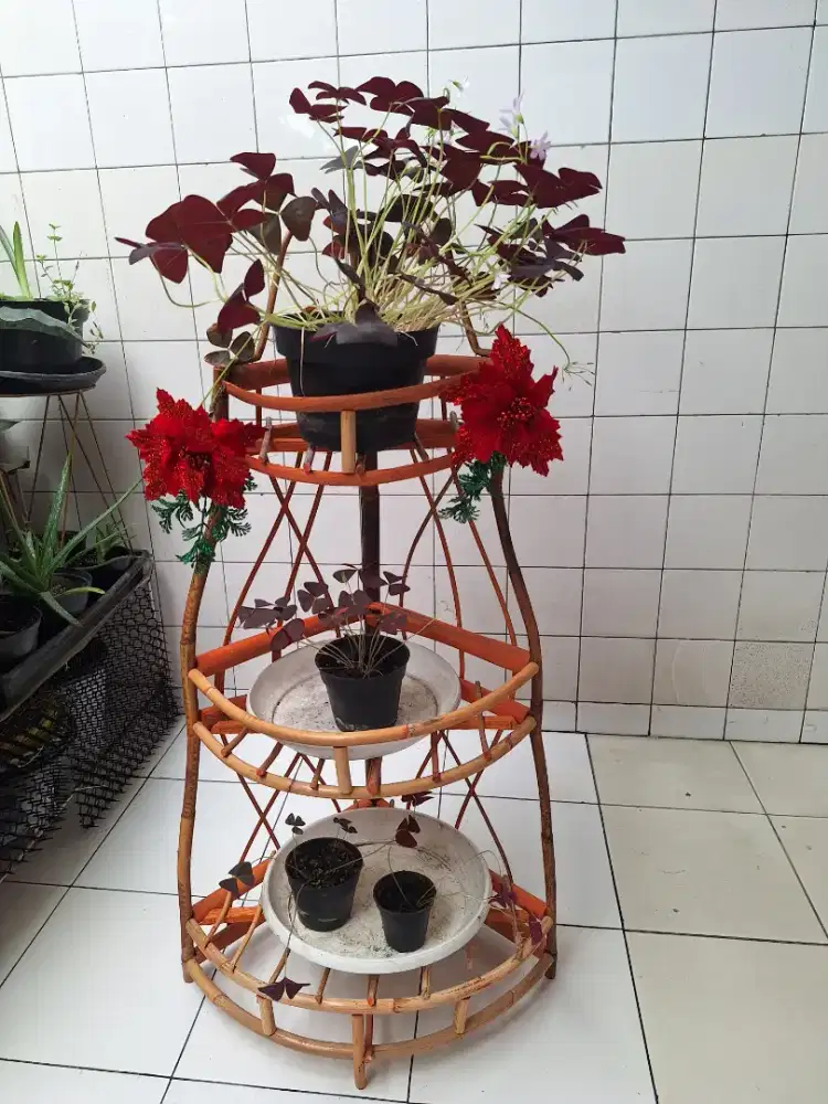 Tanaman hidup oxalis kupu2