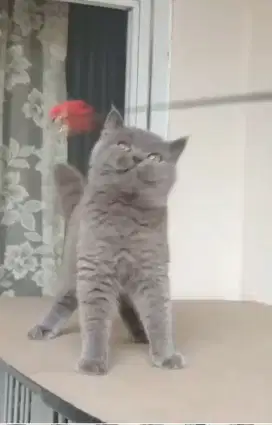 kitten british shorthair jantan garansi 100% pure sudah vaksin