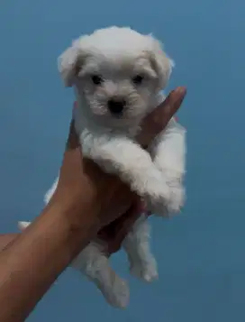 anak anjing maltese garansi 100% asli non stambun