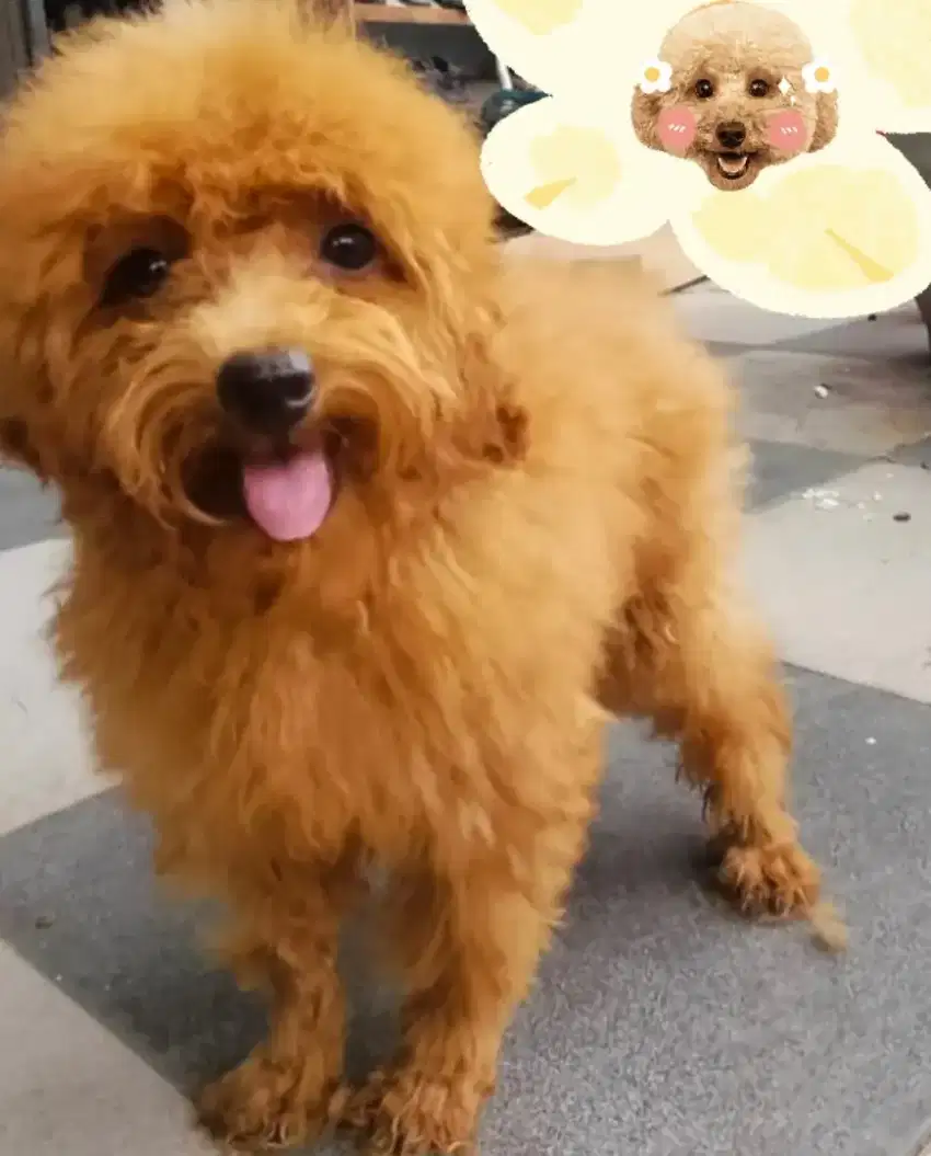 Poodle jantan usia 8 bln