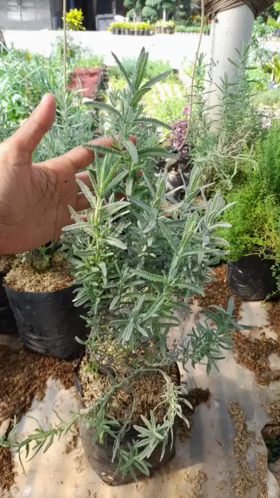 Grosir bibit lavender import banyak manfaat