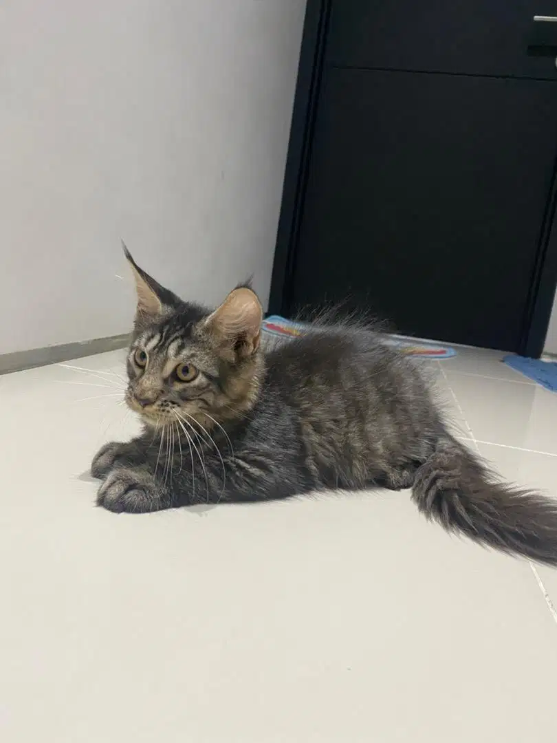Kitten Mainecoon line PED CFA