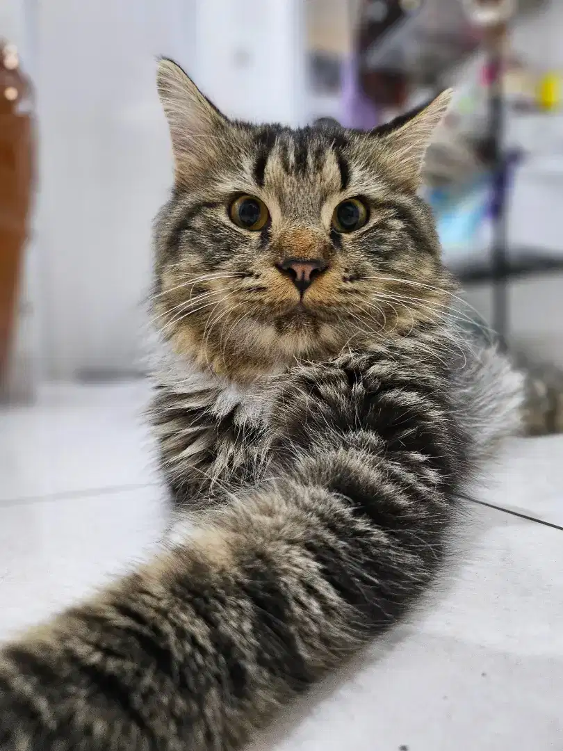 Open Adopt Pure Maine Coon BigBone Jantan