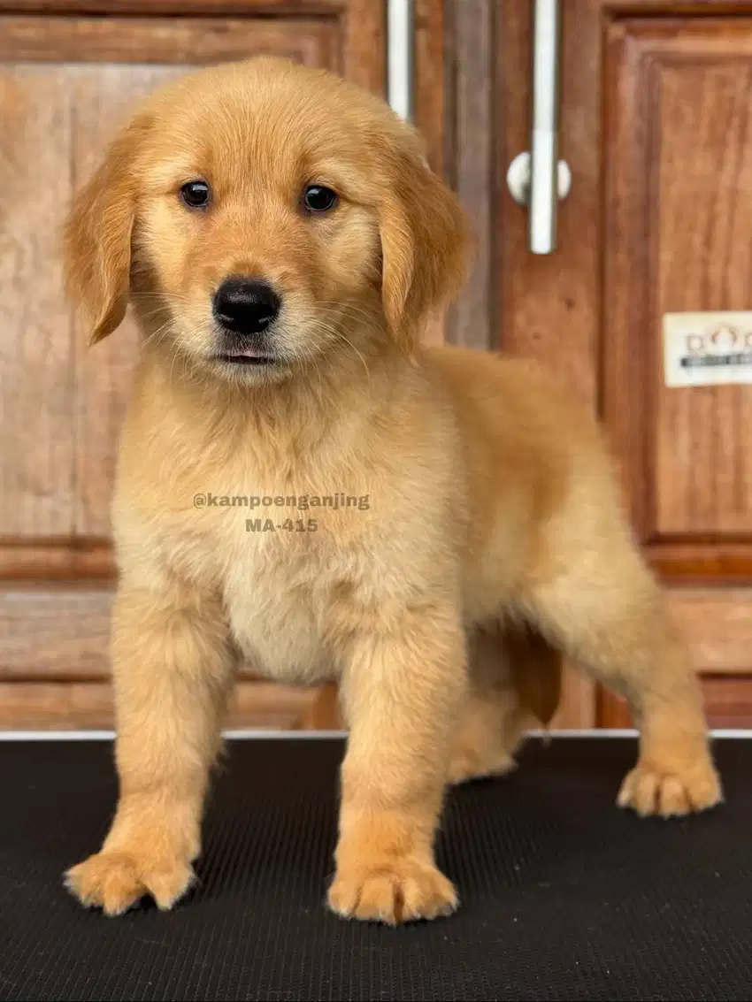 Golden Retriever Jantan Menggemaskan, Teman Ideal untuk Keluarga Anda!