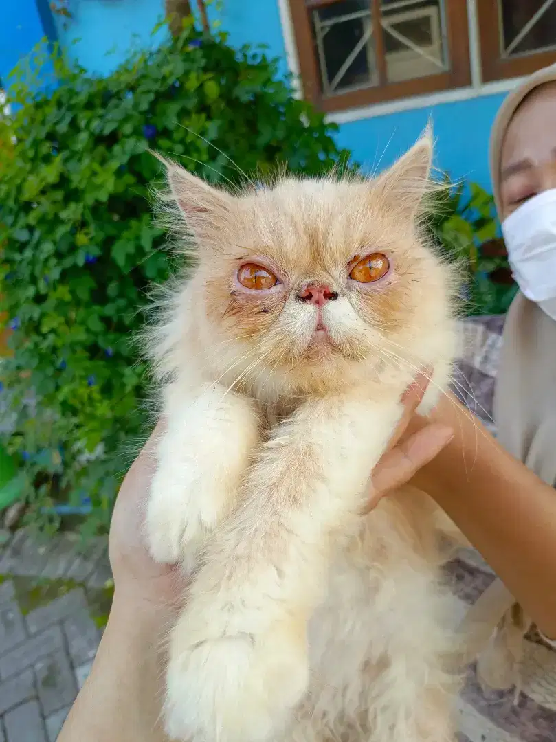 Kucing persia peaknose / pesek hidung tipis