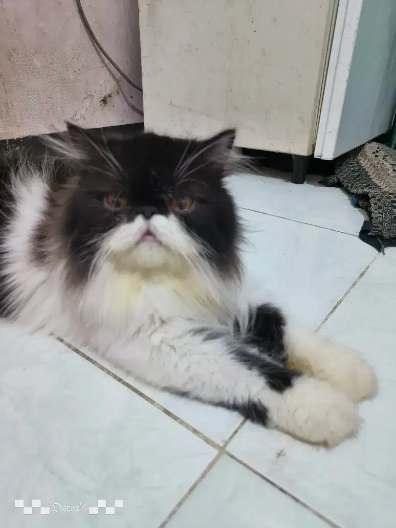 Kucing Peaknose Jantan