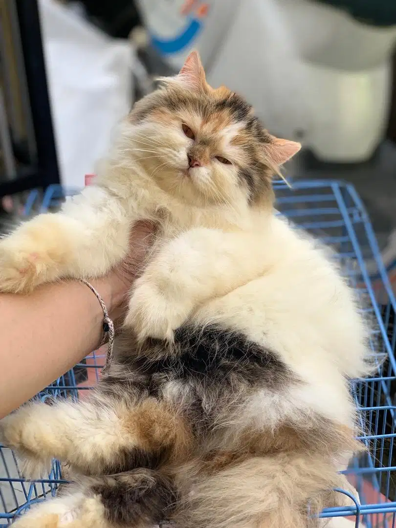 Kucing persia flatnose