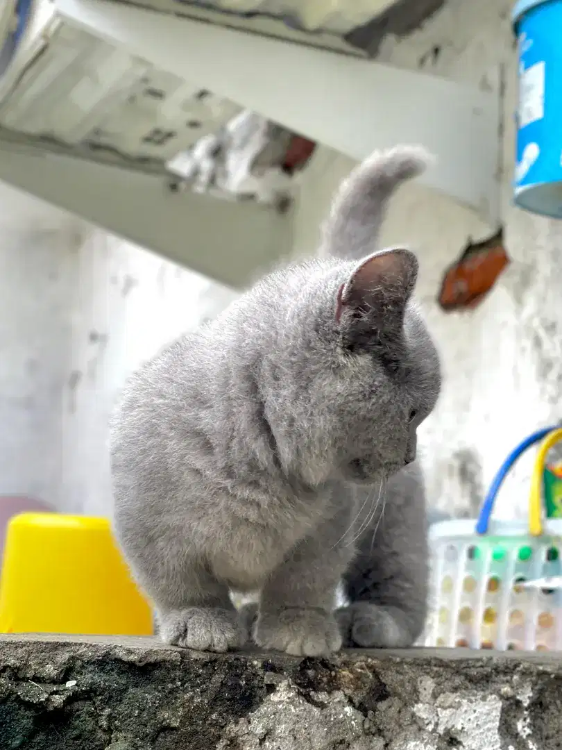 Bsh munchkin jantan 5 bulan
