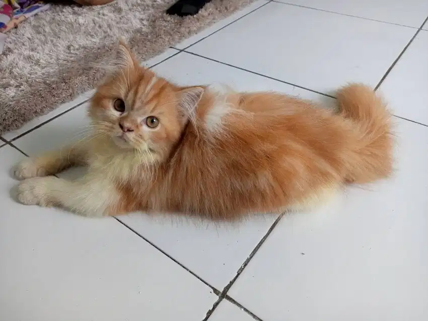 KUCING KITTEN PERSIA / HIMALAYAN
