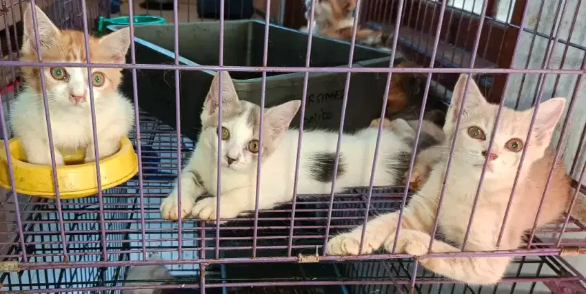 KITTEN PERSIMED GANTI PAKAN
