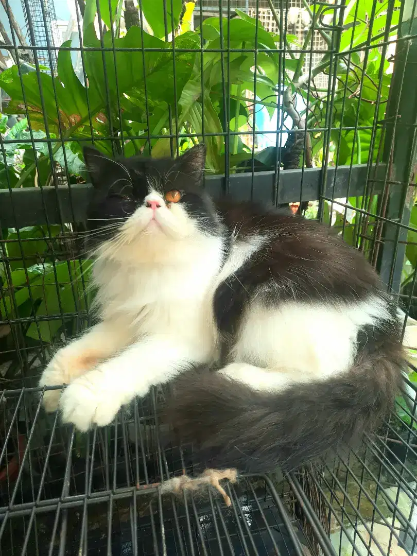 Borongan kucing peak dan plat
