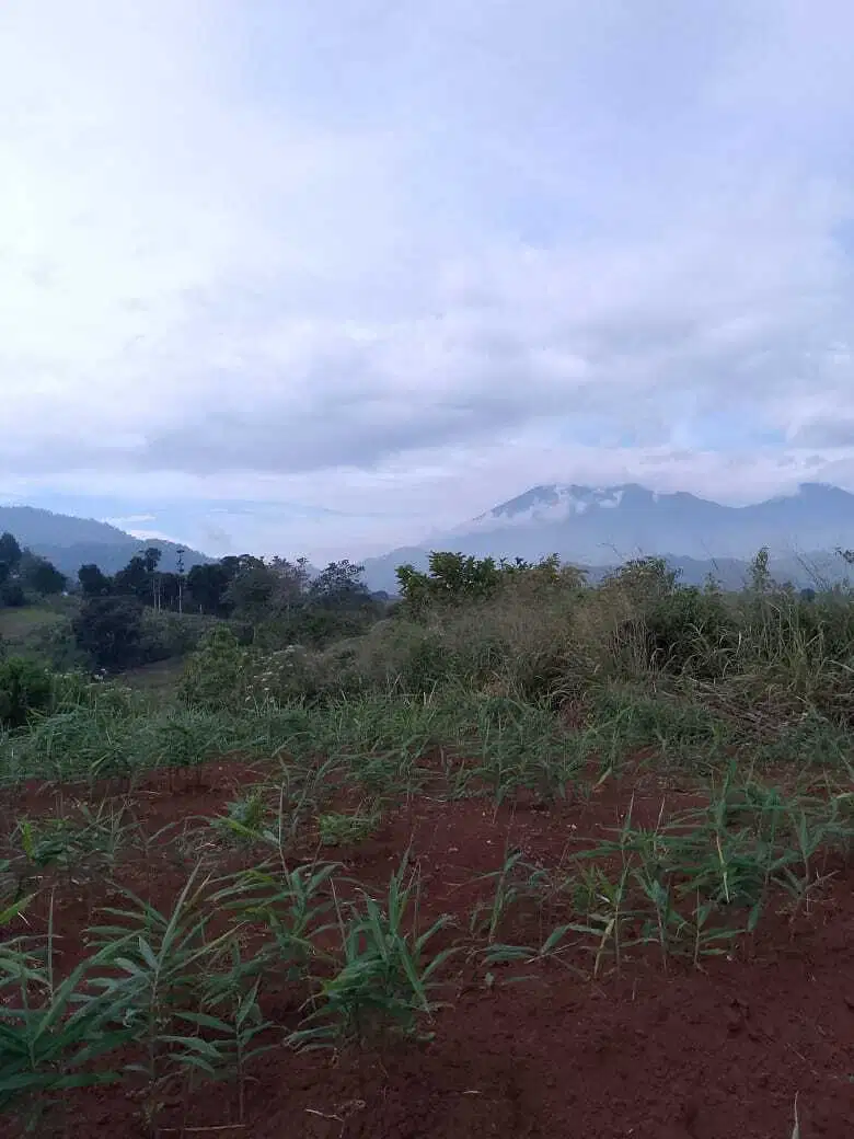 di jual lahan perkebunan subur view bukit di mariwati Cipanas
