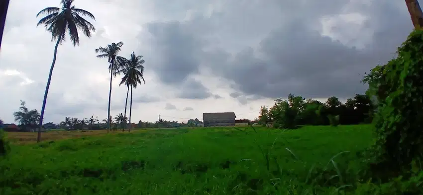 LAND FOR LEASE 897 SQM RICE FIELD VIEW IN SILUNGAN - LOD TUNDUH - UBUD