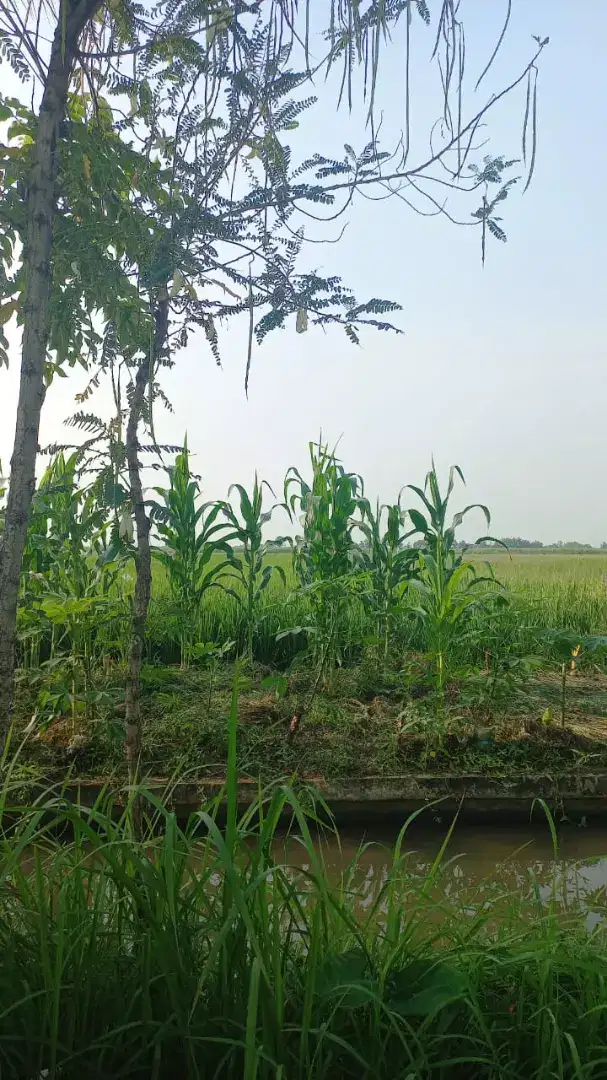Dijual Tanah sawah desa Gedang Rowo Sidoarjo