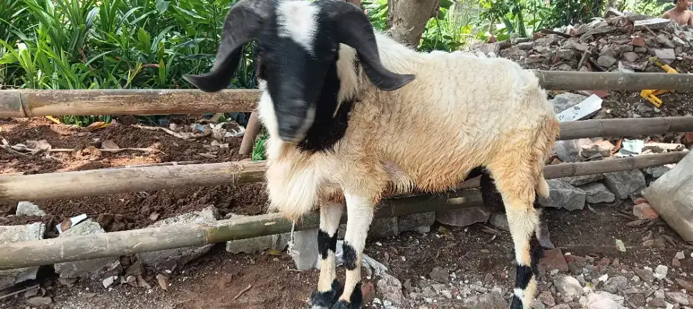 Jual Kambing dan Domba untuk Aqikah