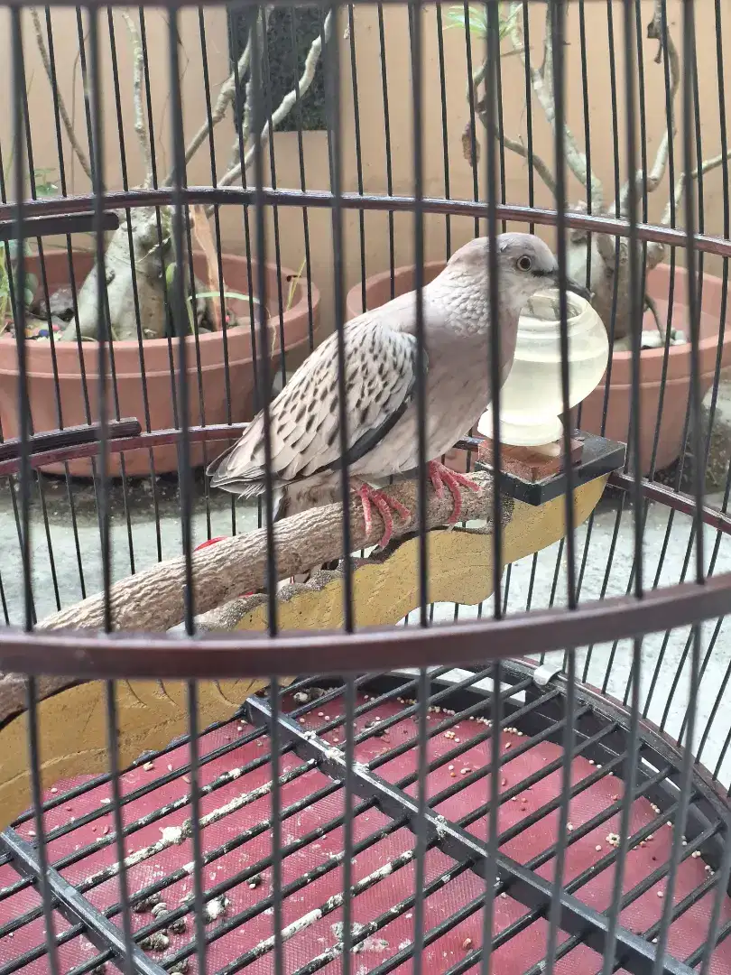 Derkuku Tekukur Kuk 3 Warna Leopard PAUD