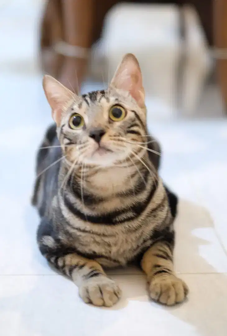 Kucing ras bagus jantan anakan charcoal, readi munchkin