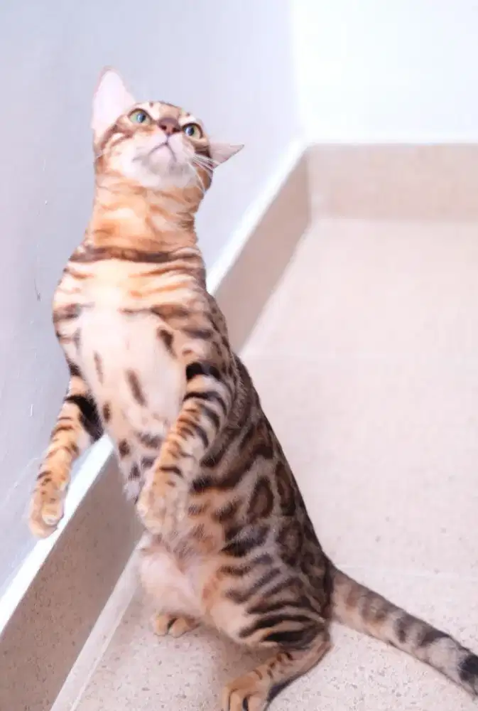 Kucing cakep jantan ras bagus