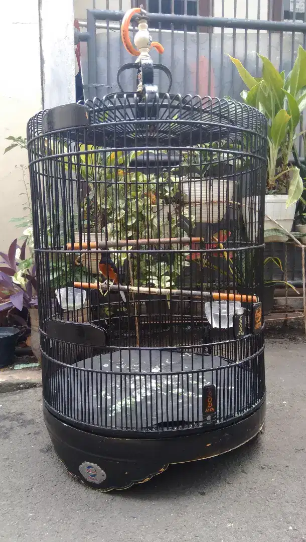 Kandang Murai Ebod No.2 Reborn