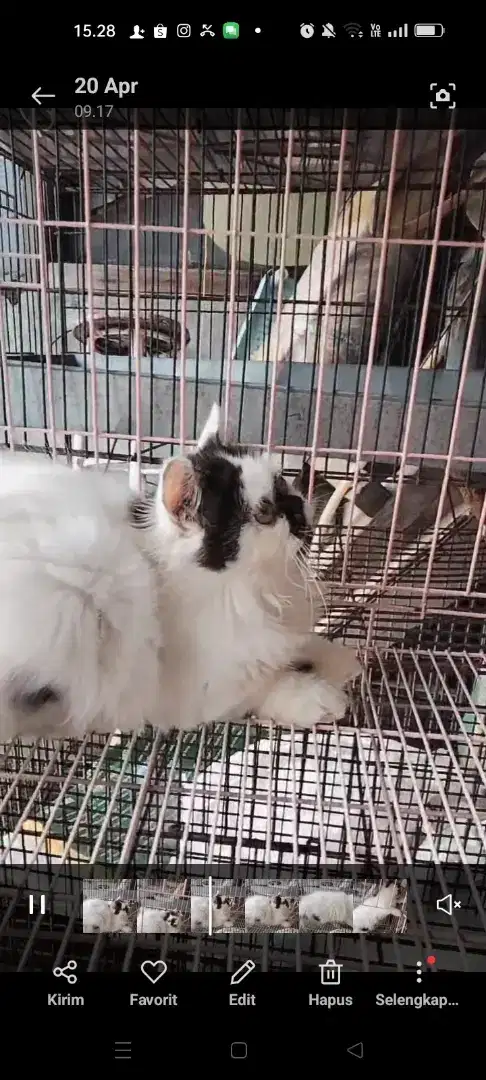 Kucing persia flatnose