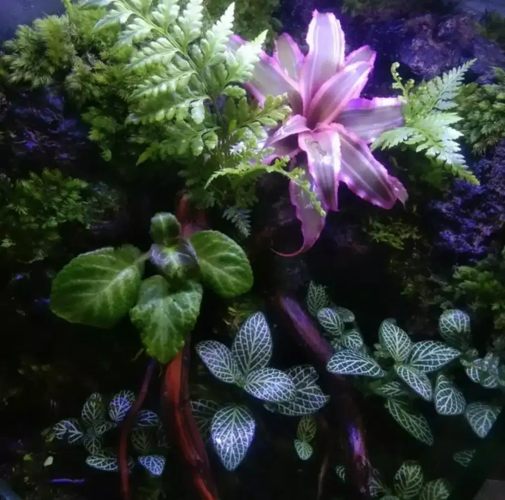 Setting paludarium atau terrarium