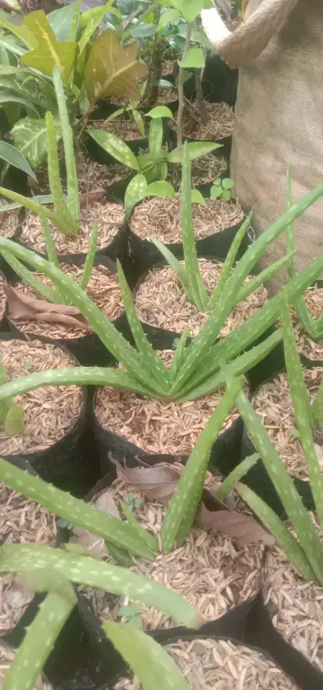 Pohon lidah buaya bibit