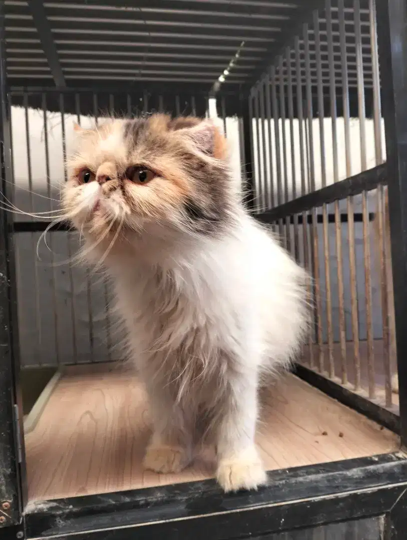 Kucing Persia Peaknose
