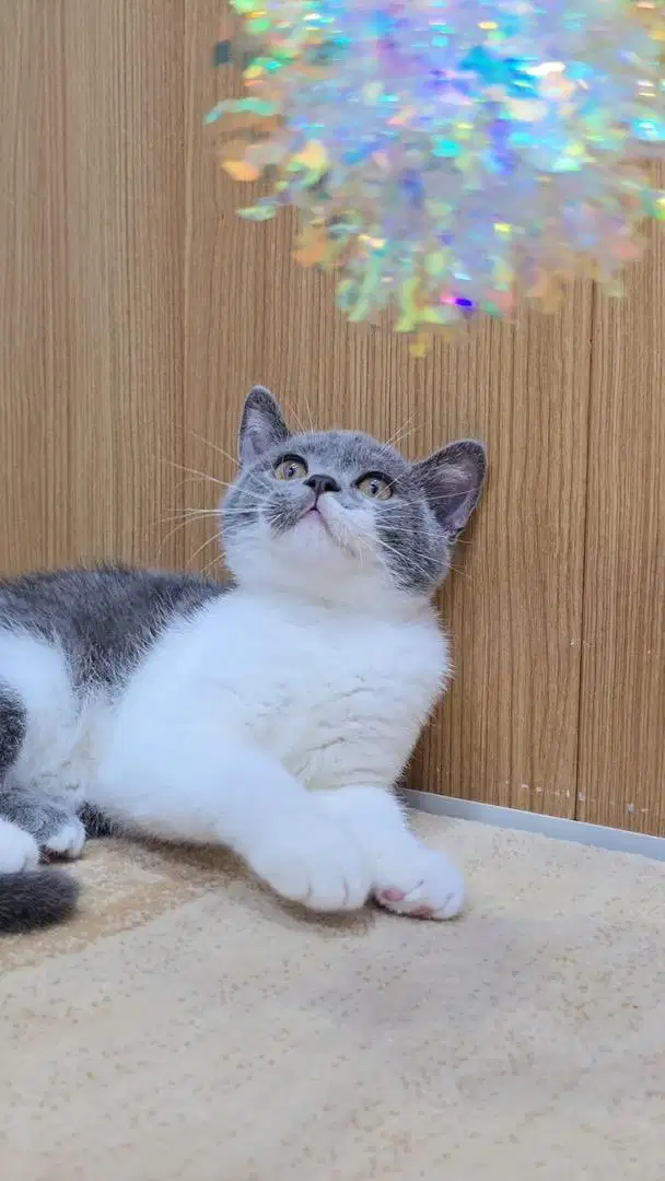 Kucing BSH jantan