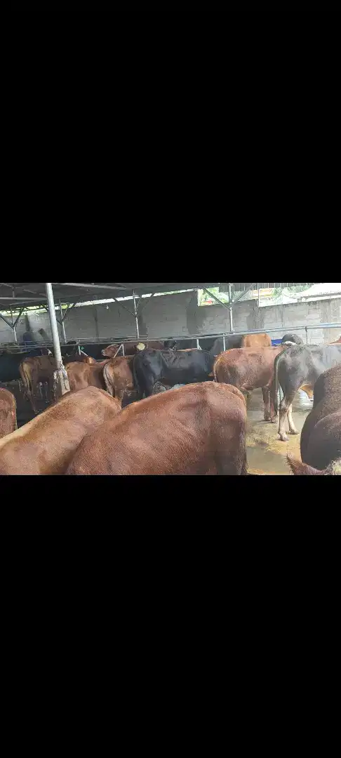 Hewan Sapi Qurban