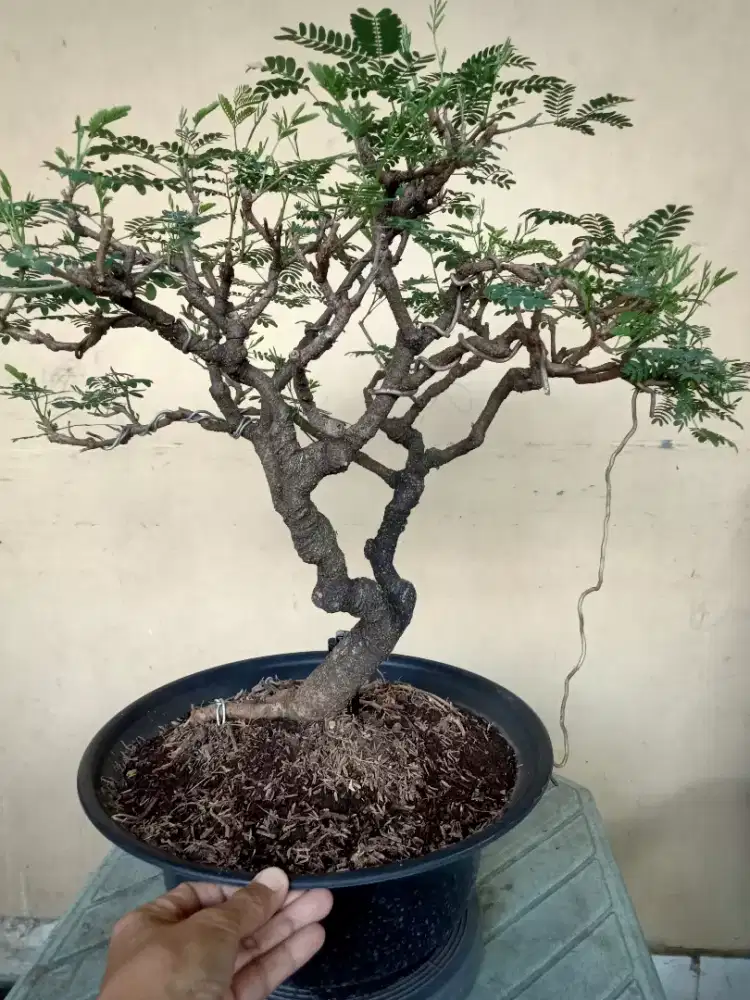 Bonsai lamtoro/ petai cina
