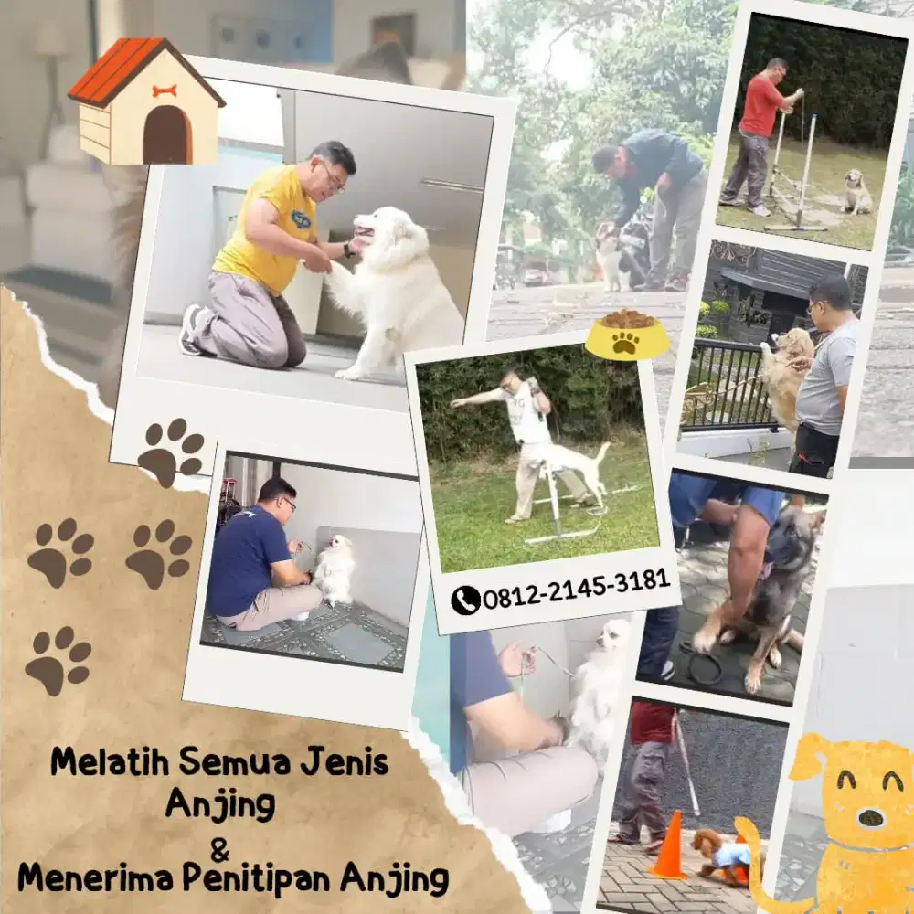 Jasa Pelatihan anjing Kepatuhan