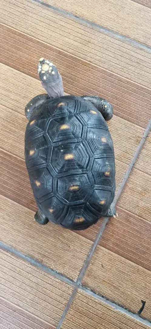 Redfoot Betina Kura Darat Tortoise Red Foot 22.5cm SCL