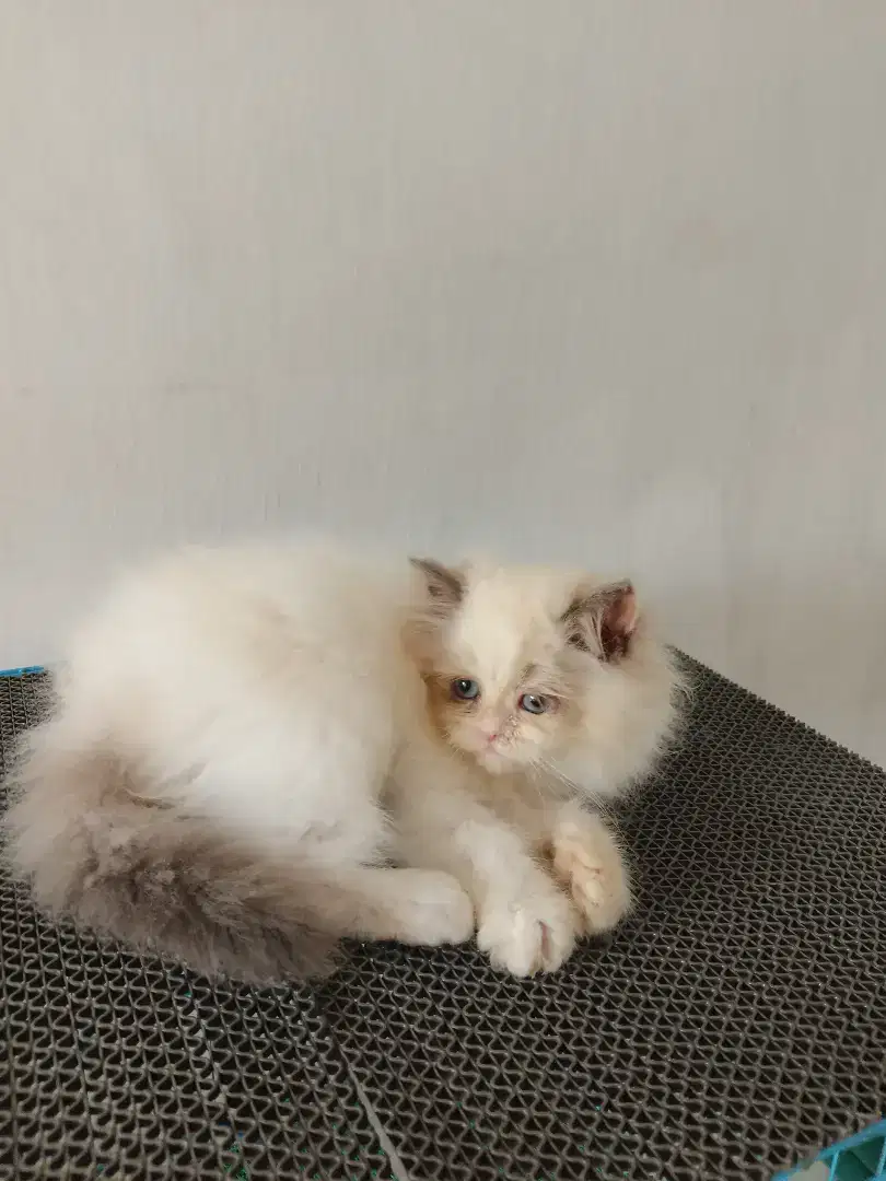 Kucing Persia flatnose