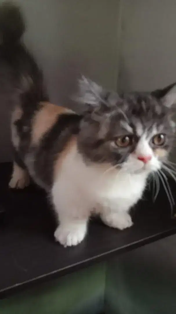 MUNCHKIN CALICO