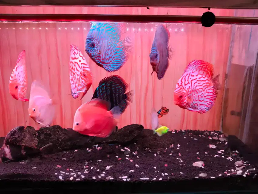 Jual ikan discus borongan