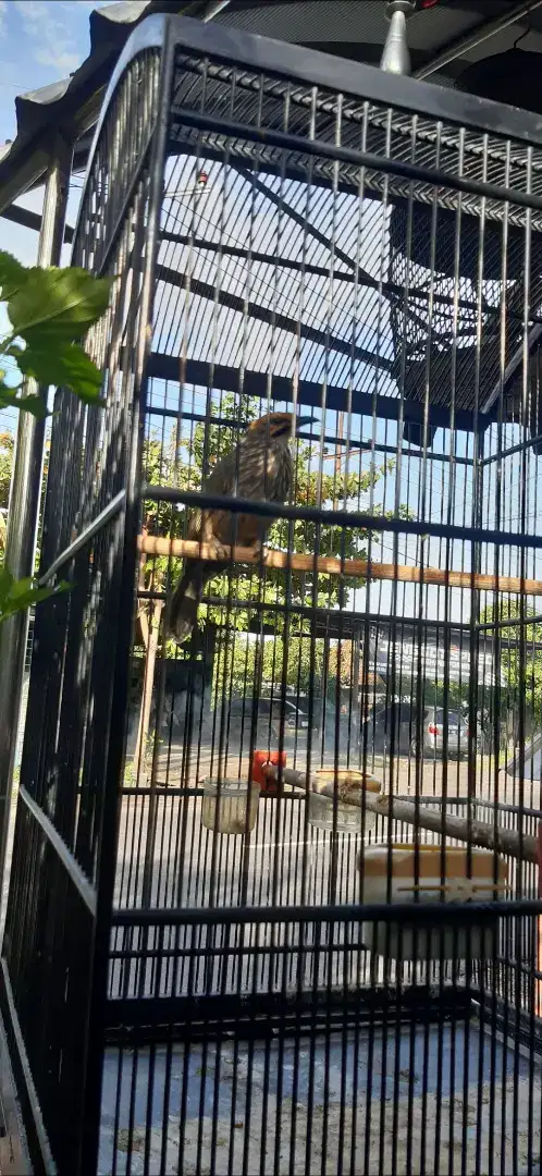 Burung cucak rowo MH