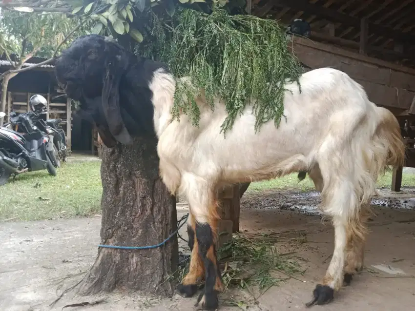 Ready kambing domba sapi qurban, aqiqah dll. gratis ongkir Jabodetabek